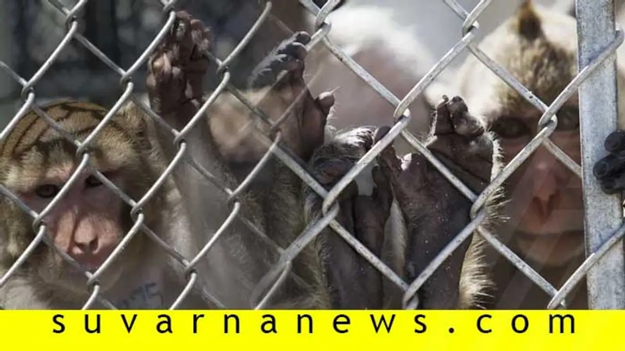 ತುಮಕೂರು: ಬೋನಿಗೆ ಬಿತ್ತು 45 ಮಂಗಗಳು..! ತುಮಕೂರು: ಬೋನಿಗೆ ಬಿತ್ತು 45 ಮಂಗಗಳು..!