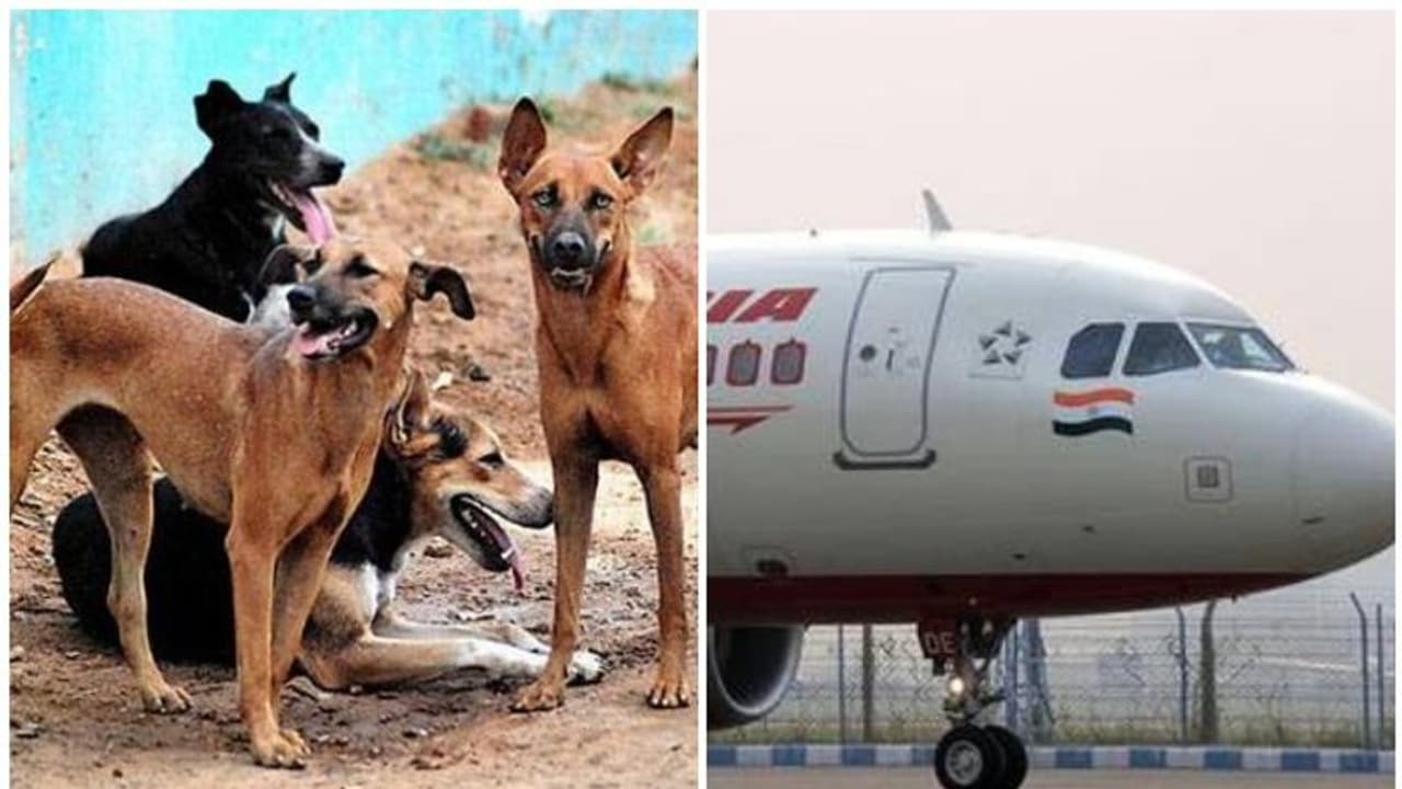 വിമാനത്തെയും 'തടഞ്ഞ്' തെരുവ് നായ്ക്കള്; ദുരന്തമൊഴിവായത് തലനാരിഴക്ക് വിമാനത്തെയും 'തടഞ്ഞ്' തെരുവ് നായ്ക്കള്; ദുരന്തമൊഴിവായത് തലനാരിഴക്ക്