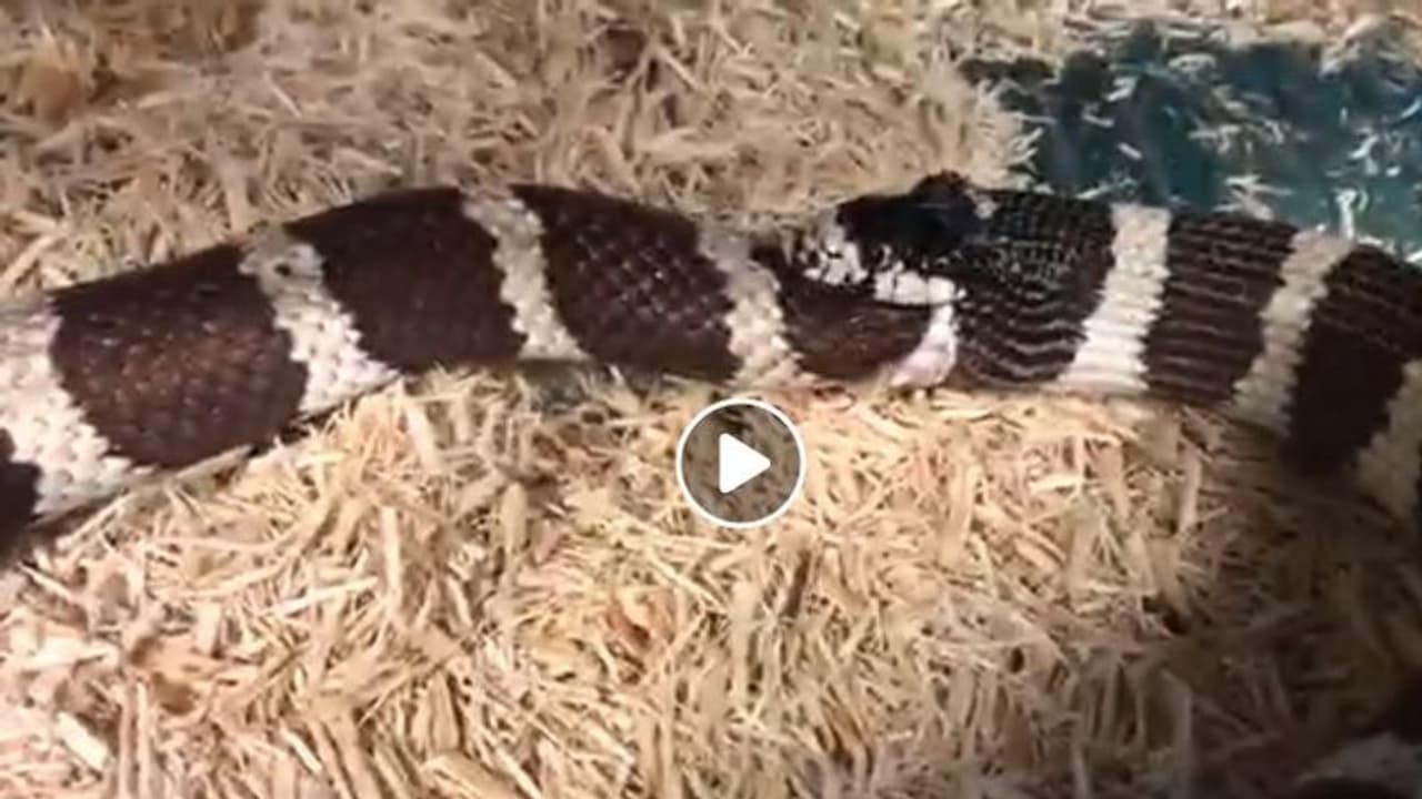 ತನ್ನನ್ನೇ ತಾನು ನುಂಗಿದ ಕಾಳಿಂಗ.. ವಿಡಿಯೋ ವೈರಲ್ ತನ್ನನ್ನೇ ತಾನು ನುಂಗಿದ ಕಾಳಿಂಗ.. ವಿಡಿಯೋ ವೈರಲ್