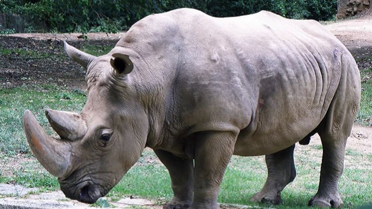 ಮೈಸೂರು ಝೂಗೆ ವಿಮಾನದಲ್ಲಿ ಬಂದ ಬಿಳಿ ಘೇಂಡಾಮೃಗ ಮೈಸೂರು ಝೂಗೆ ವಿಮಾನದಲ್ಲಿ ಬಂದ ಬಿಳಿ ಘೇಂಡಾಮೃಗ