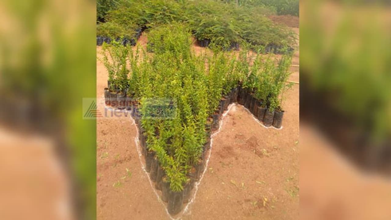 పిక్ ఆఫ్ ద డే: ఇండియా మ్యాప్ ఆకారంలో మొక్కలు పిక్ ఆఫ్ ద డే: ఇండియా మ్యాప్ ఆకారంలో మొక్కలు