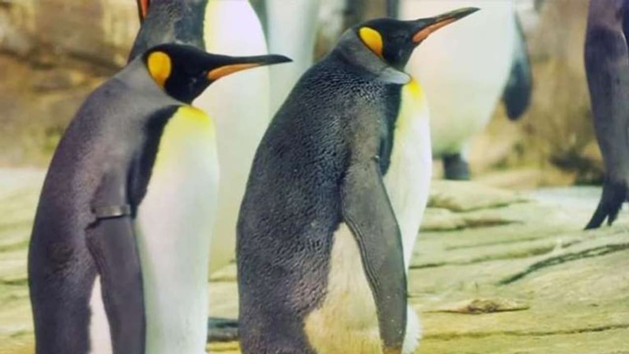 पिता बनना चाहता था ये 'गे' कपल, किया चौंकाने वाला काम पिता बनना चाहता था ये 'गे' कपल, किया चौंकाने वाला काम