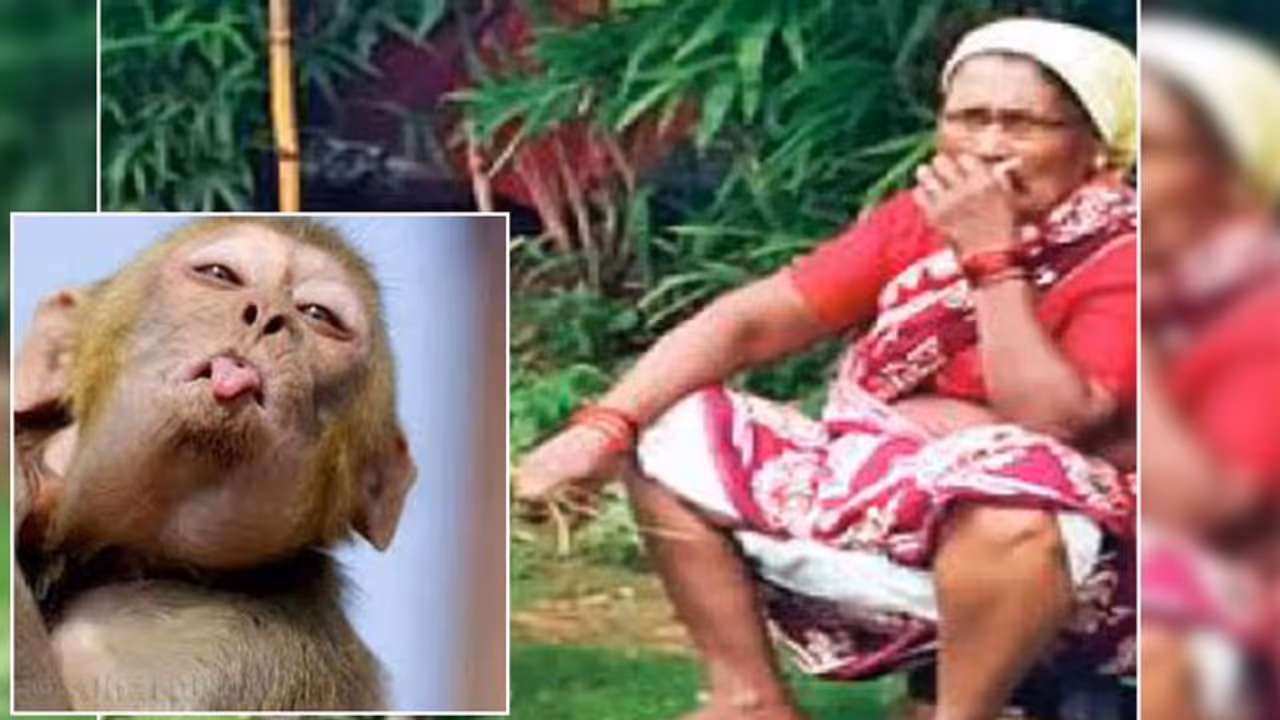 पता नहीं सीधे सादे बंदर का दिमाग क्यों फिरा, नाक में कर दिया दम