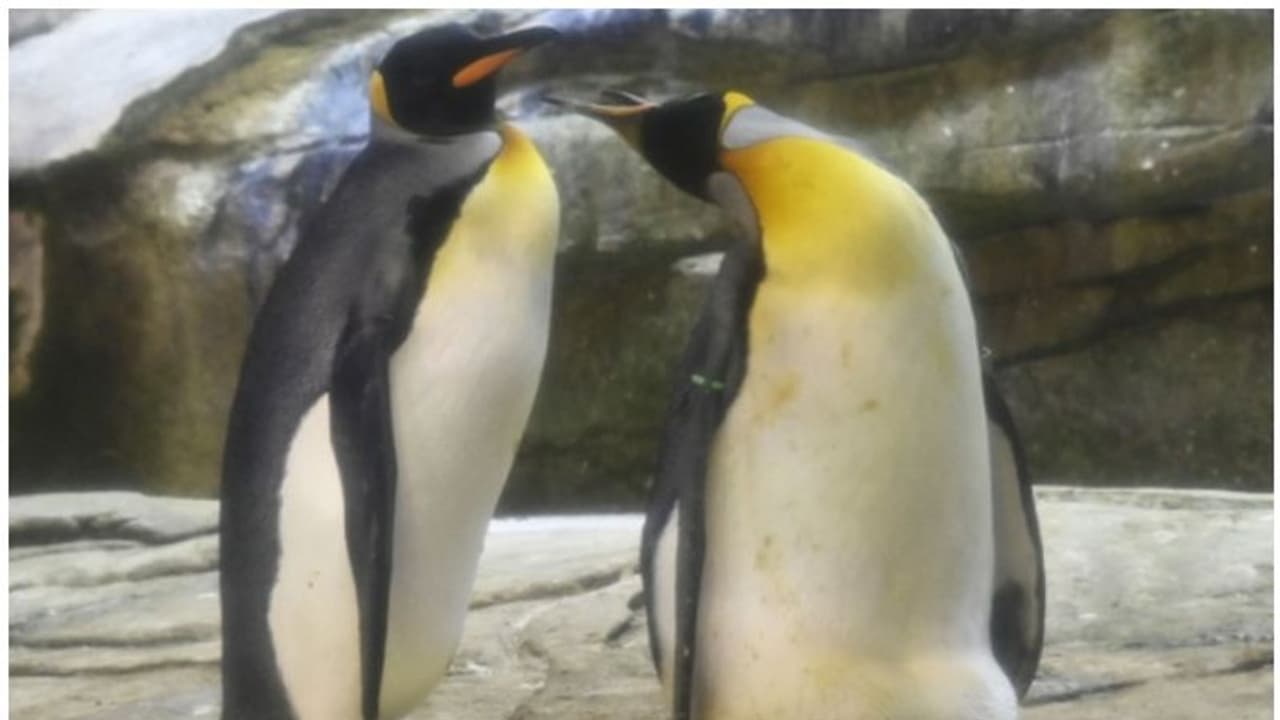 'പിന്ഗാമി വേണം'; സ്വവര്ഗാനുരാഗികളായ പെന്ഗ്വിനുകള്ക്ക് 'ദത്തെടുപ്പിലൂടെ' ഒടുവില് പരിഹാരം 'പിന്ഗാമി വേണം'; സ്വവര്ഗാനുരാഗികളായ പെന്ഗ്വിനുകള്ക്ക് 'ദത്തെടുപ്പിലൂടെ' ഒടുവില് പരിഹാരം