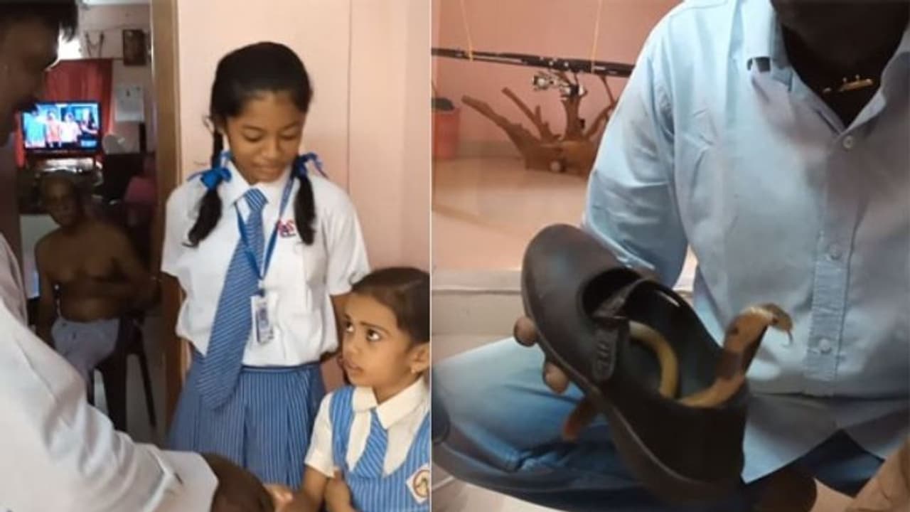 സ്കൂള് വിദ്യാര്ത്ഥിനിയുടെ ഷൂസിനുളളില് മൂര്ഖന് കുഞ്ഞ് വീഡിയോ സ്കൂള് വിദ്യാര്ത്ഥിനിയുടെ ഷൂസിനുളളില് മൂര്ഖന് കുഞ്ഞ് വീഡിയോ