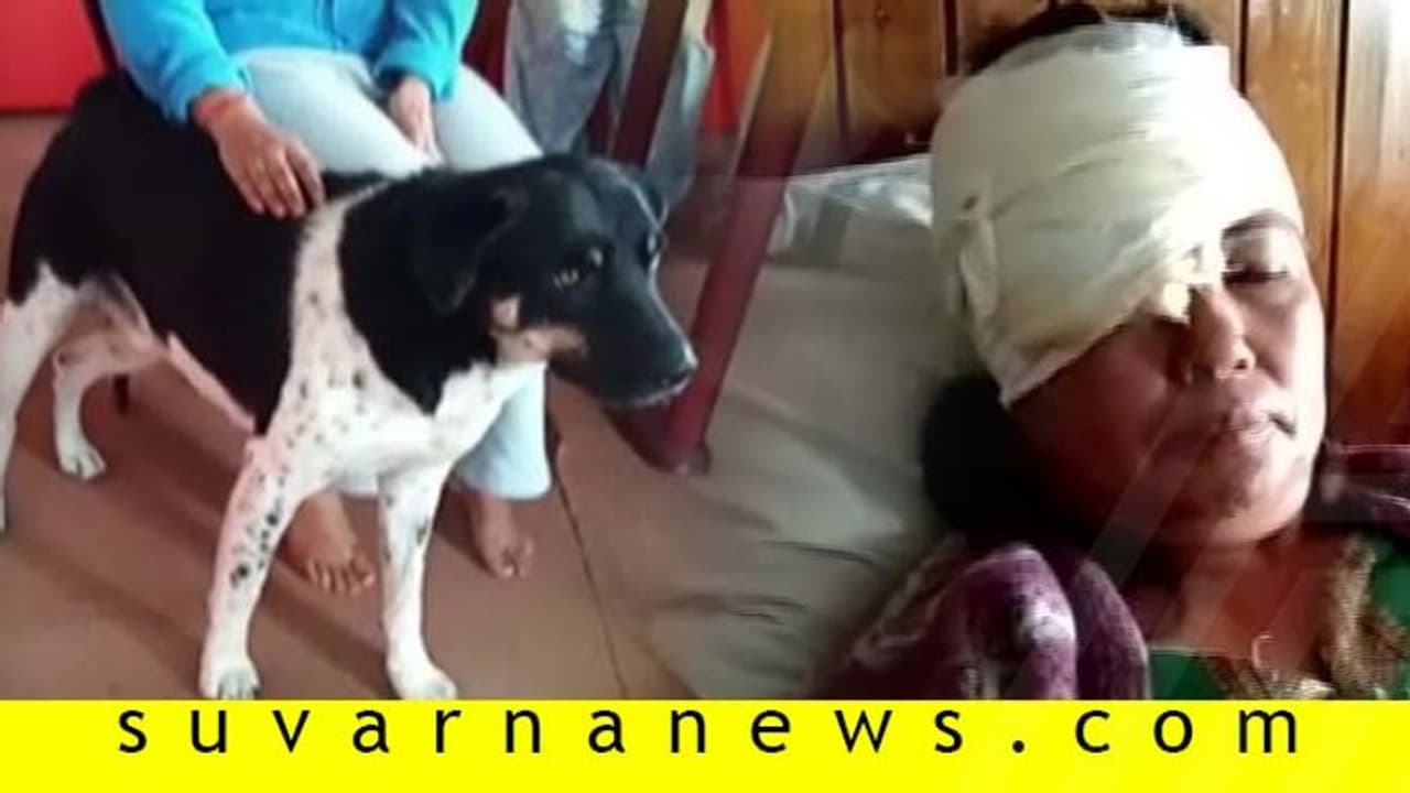 ಒಡತಿ ಮೇಲೆ ಚಿರತೆ ದಾಳಿ: ಹೌಹಾರುವಿರಿ ಸಾಕುನಾಯಿ ರಕ್ಷಿಸಿದ ಪರಿ ಕೇಳಿ! ಒಡತಿ ಮೇಲೆ ಚಿರತೆ ದಾಳಿ: ಹೌಹಾರುವಿರಿ ಸಾಕುನಾಯಿ ರಕ್ಷಿಸಿದ ಪರಿ ಕೇಳಿ!