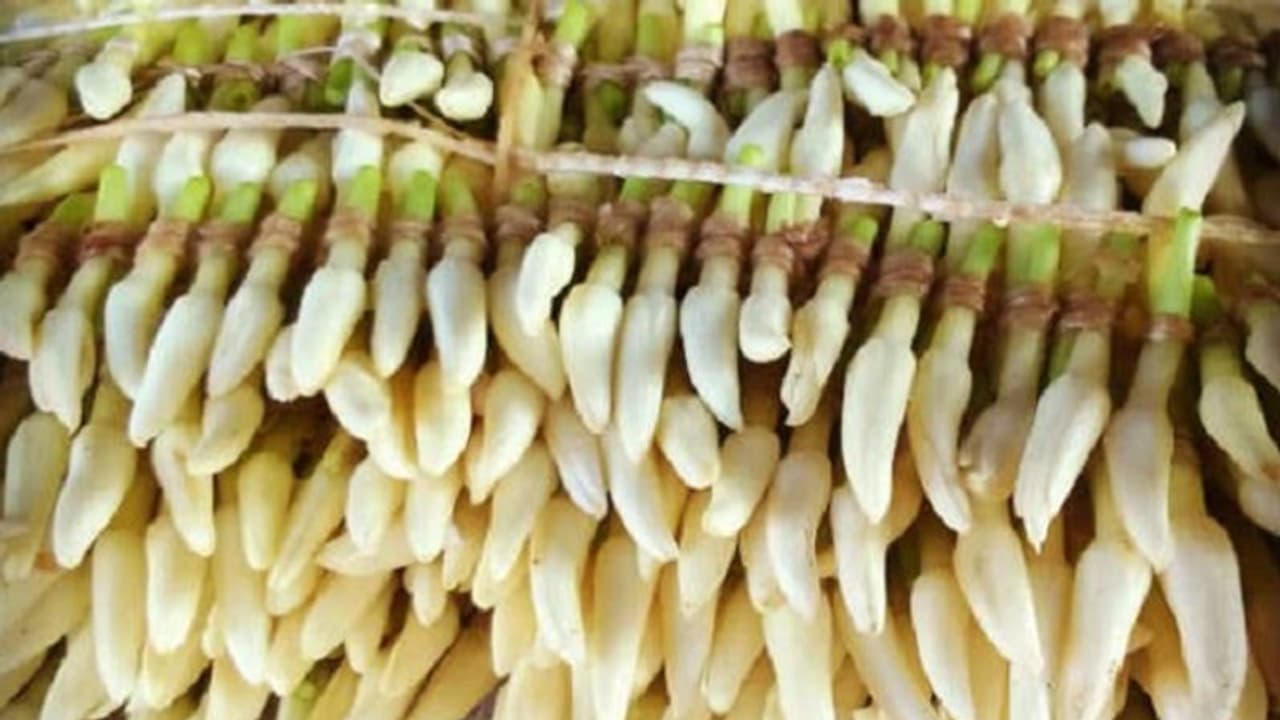 ಉಡುಪಿ: ಅಟ್ಟೆಗೆ 1250 ರು., ದಾಖಲೆ ಬರೆದ ಮಲ್ಲಿಗೆ ಬೆಲೆ ಉಡುಪಿ: ಅಟ್ಟೆಗೆ 1250 ರು., ದಾಖಲೆ ಬರೆದ ಮಲ್ಲಿಗೆ ಬೆಲೆ