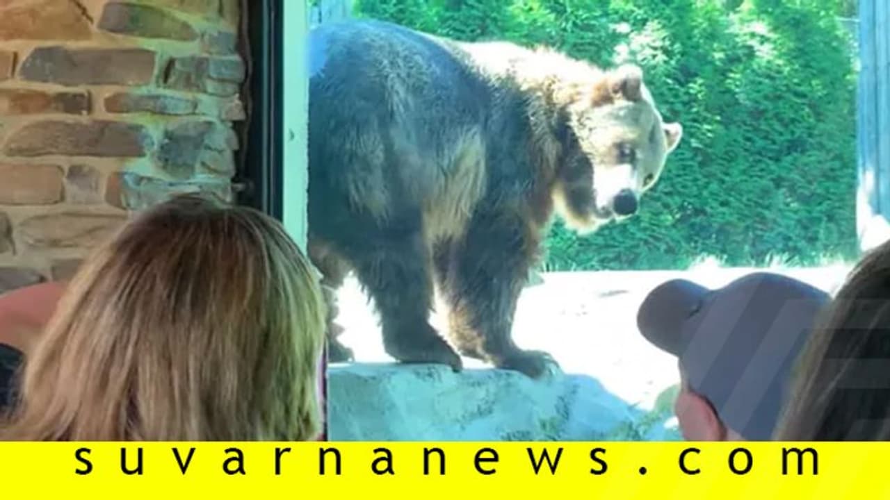 ಬಾಲಕನನ್ನು ನೋಡಿ ಸೊಂಟ ಬಳುಕಿಸಿ ಡಾನ್ಸ್ ಮಾಡಿದ ಕರಡಿ! ಬಾಲಕನನ್ನು ನೋಡಿ ಸೊಂಟ ಬಳುಕಿಸಿ ಡಾನ್ಸ್ ಮಾಡಿದ ಕರಡಿ!