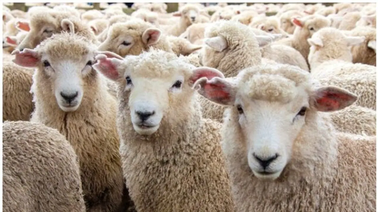 ವಿಷಪೂರಿತ ಬಳ್ಳಿ ಸೇವಿಸಿ 30ಕ್ಕೂ ಹೆಚ್ಚು ಕುರಿಗಳು ಸಾವು