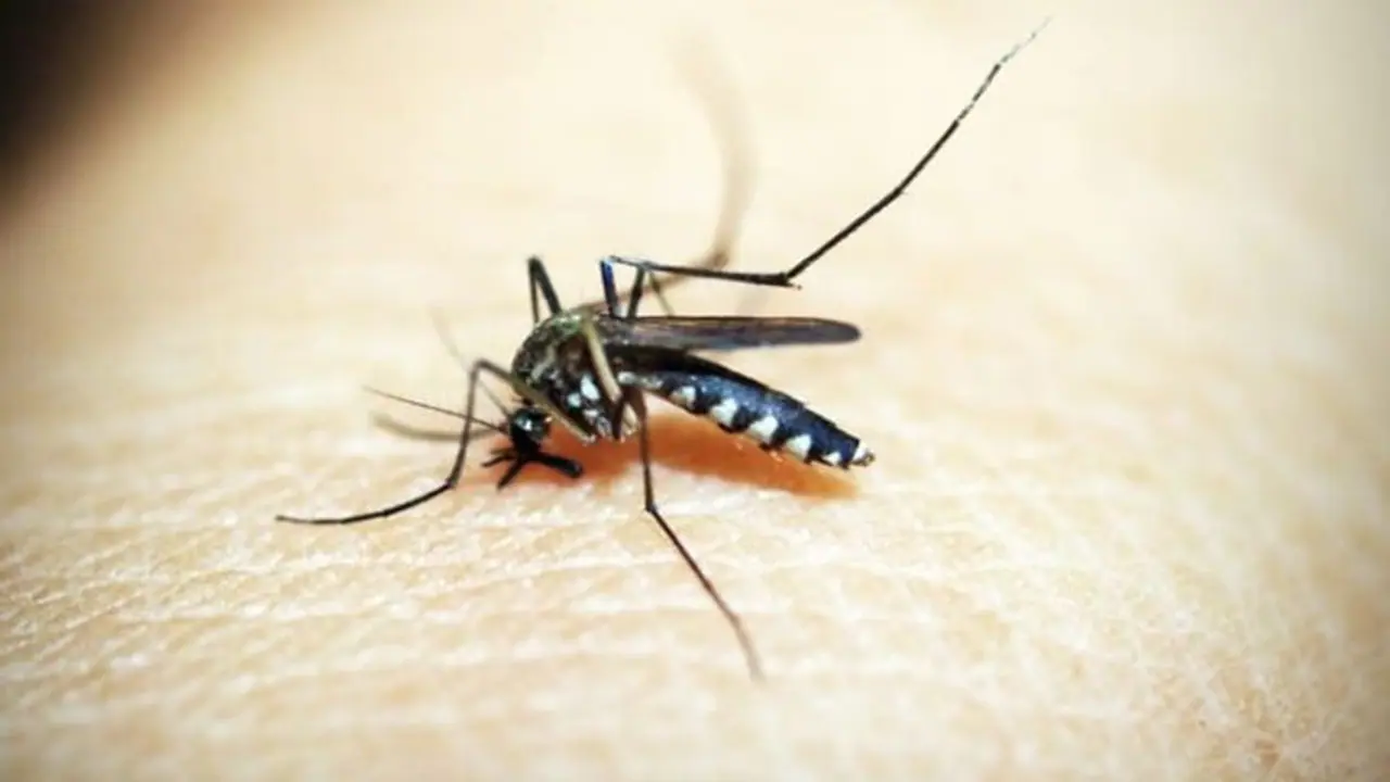 കൊതുകിനെ പൂര്ണമായും ഇല്ലാതാക്കണോ? വീട്ടില് പരീക്ഷിക്കാം ചില പൊടിക്കൈകള്... കൊതുകിനെ പൂര്ണമായും ഇല്ലാതാക്കണോ? വീട്ടില് പരീക്ഷിക്കാം ചില പൊടിക്കൈകള്...