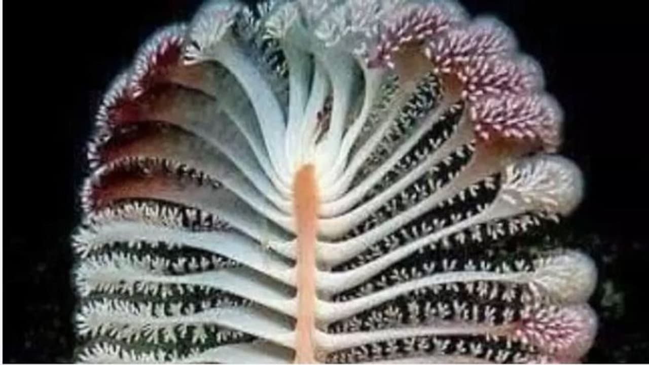 ಹಿಮಾಲಯದಲ್ಲಿ 36 ವರ್ಷಕ್ಕೊಮ್ಮೆ ಅರಳುವ ನಾಗಪುಷ್ಪ ಪತ್ತೆ!