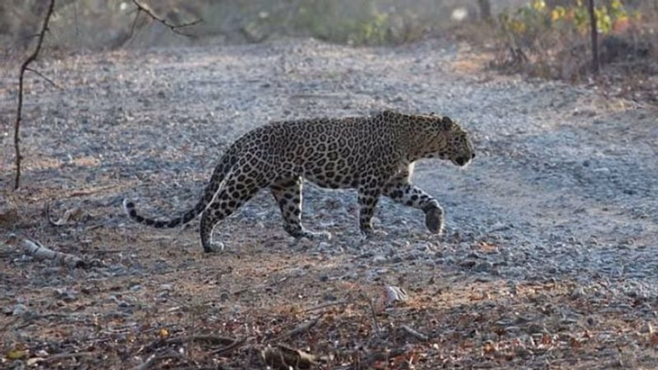 പരിക്കേറ്റ പുള്ളിപ്പുലിയുടെ ഫോട്ടോയെടുക്കാന്‍ തിരക്കുകൂട്ടി; പിന്നെ സംഭവിച്ചത്...