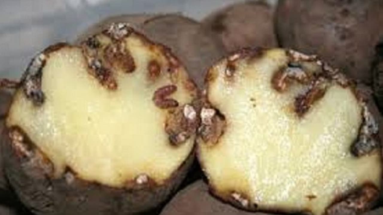 ಚಿಕ್ಕಮಗಳೂರು: ಬಿಡದೆ ಸುರಿಯುತ್ತಿರುವ ಮಳೆಯಿಂದ ಬೆಳೆಗೆ ಕೀಟ ಬಾಧೆ ಚಿಕ್ಕಮಗಳೂರು: ಬಿಡದೆ ಸುರಿಯುತ್ತಿರುವ ಮಳೆಯಿಂದ ಬೆಳೆಗೆ ಕೀಟ ಬಾಧೆ