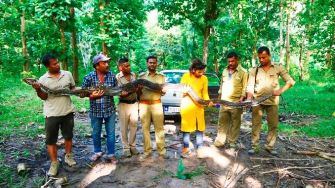 লোকালয়ে চলে এল ১৪ ফুটের পাইথন, উদ্ধারে বনদফতরের কর্মীরা