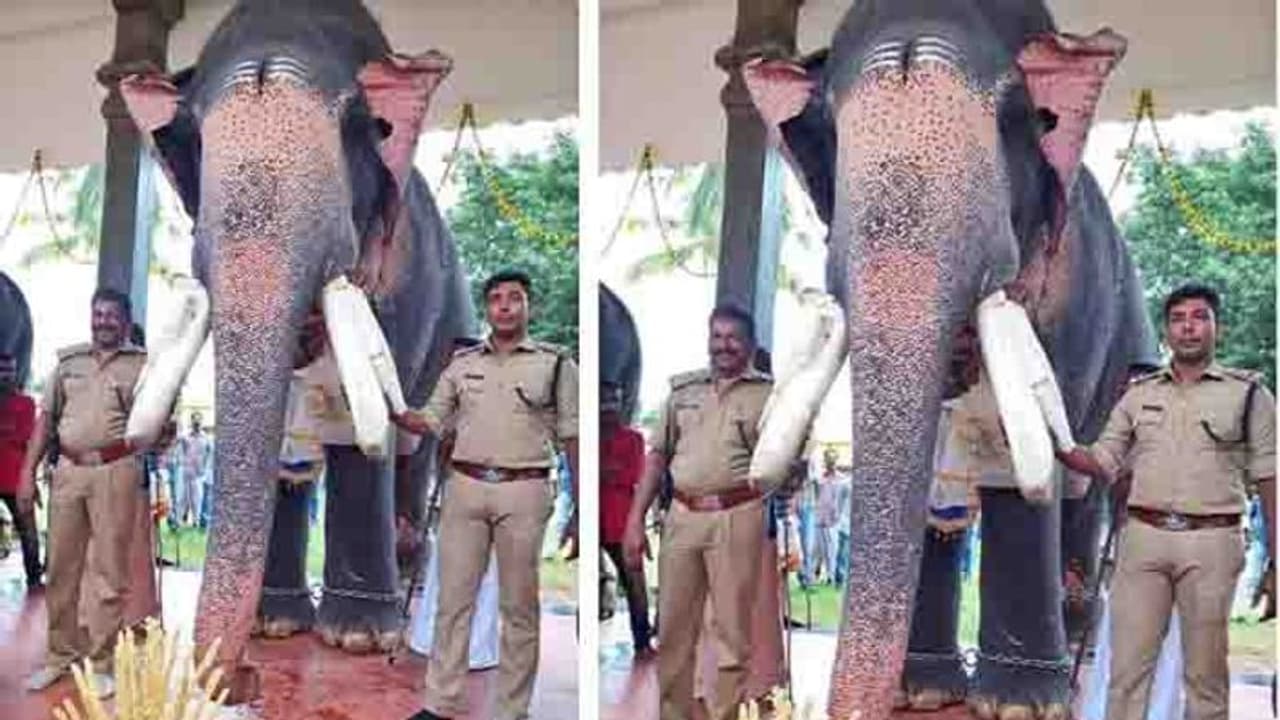 എഴുന്നള്ളത്തിനിടെ ആനയുടെ കൊമ്പില് പിടിച്ച് എസിപിയും എസ് ഐയും; കേസെടുക്കണമെന്ന് പരാതി എഴുന്നള്ളത്തിനിടെ ആനയുടെ കൊമ്പില് പിടിച്ച് എസിപിയും എസ് ഐയും; കേസെടുക്കണമെന്ന് പരാതി