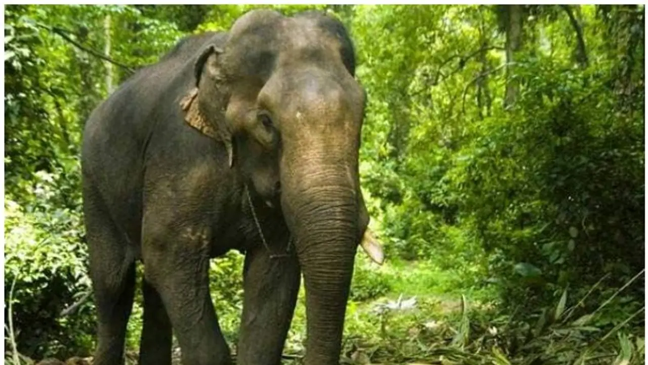 ಆನೆಗಳ ಸರಣಿ ಸಾವು: ಸಕ್ರೆಬೈಲು ಆನೆ ಬಿಡಾರಕ್ಕೆ ದೆಹಲಿ ತಜ್ಞರು