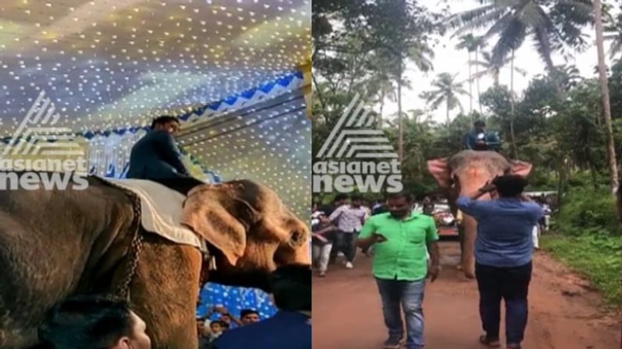 ആനപ്പുറത്തു കയറി വിവാഹത്തിനെത്തി ; വരനെതിരെ കേസ് ആനപ്പുറത്തു കയറി വിവാഹത്തിനെത്തി ; വരനെതിരെ കേസ്