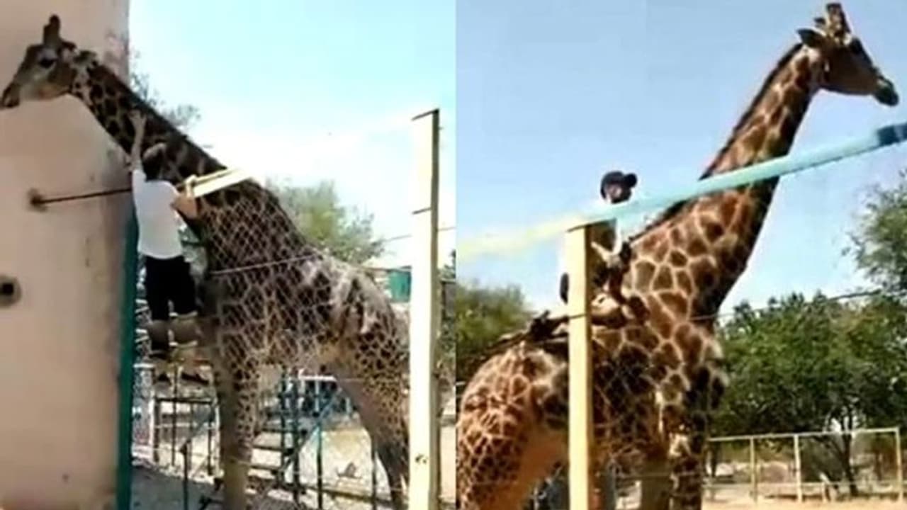 चिड़ियाघर घूमने गया शख्स जंप मारकर घुसा पिंजरे में, जिराफ की पीठ पर भी वो जा बैठा लेकिन... चिड़ियाघर घूमने गया शख्स जंप मारकर घुसा पिंजरे में, जिराफ की पीठ पर भी वो जा बैठा लेकिन...
