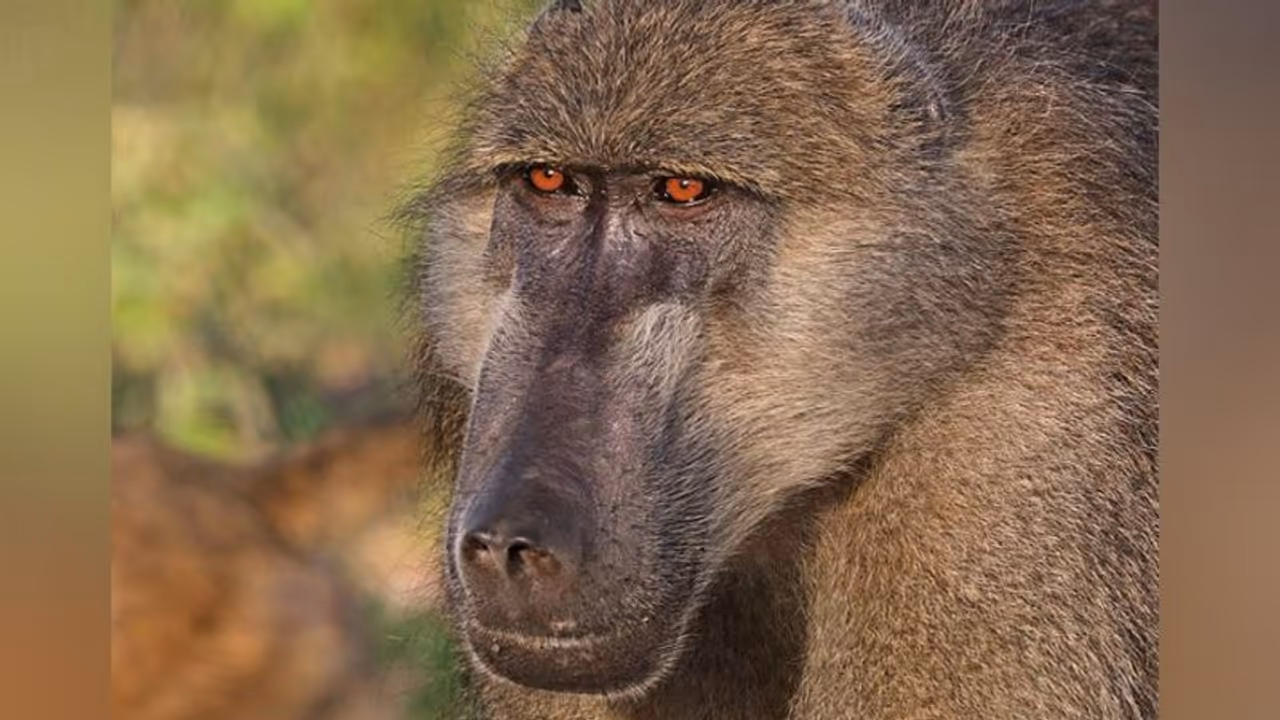 800 बंदरों को हर साल मारते हैं अमेरिकी 800 बंदरों को हर साल मारते हैं अमेरिकी