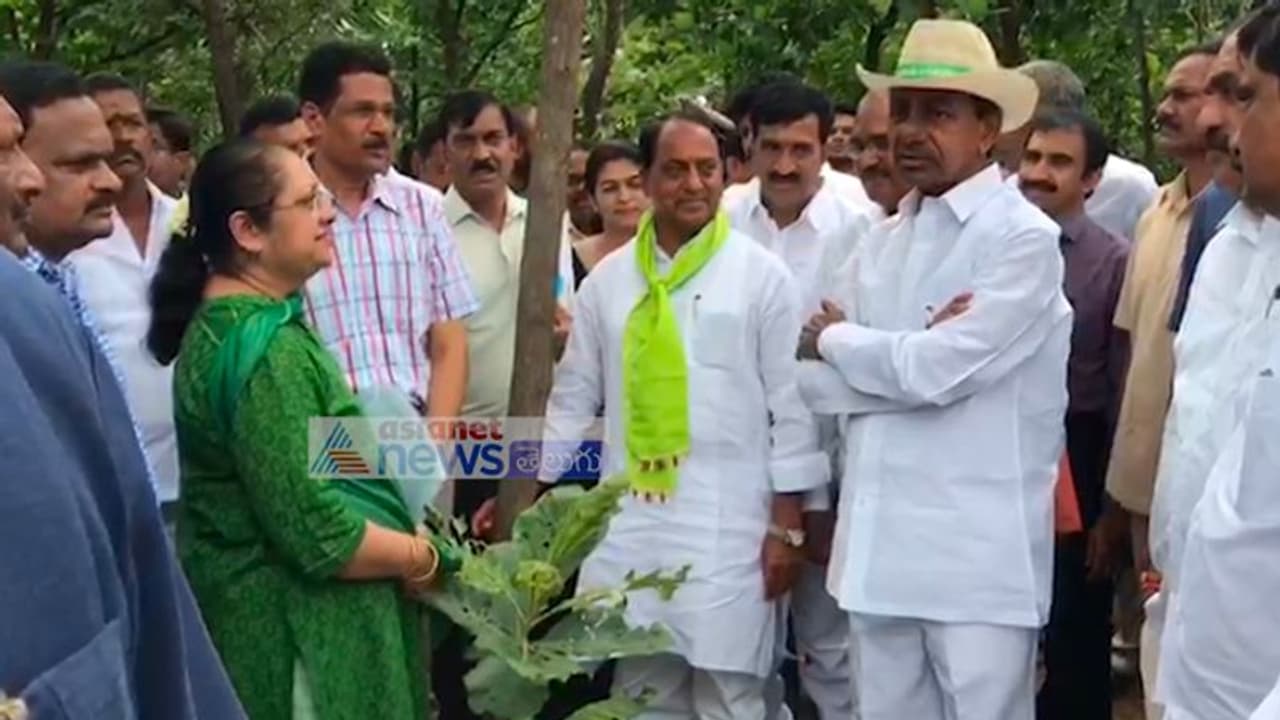 అడవుల పునరుద్దరణకు చర్యలు: కలెక్టర్లకు కేసీఆర్ ఆదేశం అడవుల పునరుద్దరణకు చర్యలు: కలెక్టర్లకు కేసీఆర్ ఆదేశం