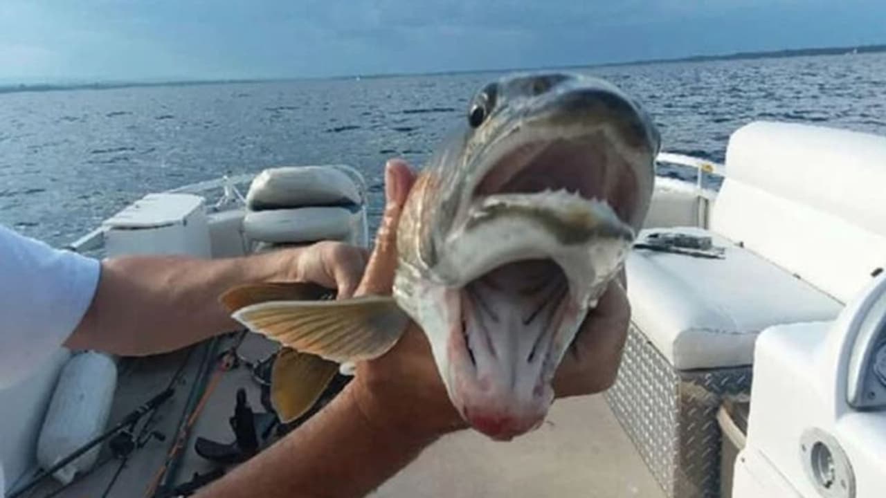 ഫോട്ടോഷോപ്പല്ല: ഇത് രണ്ട് വായുള്ള മീൻ; പിടിച്ചത് ഒരു സ്ത്രീ