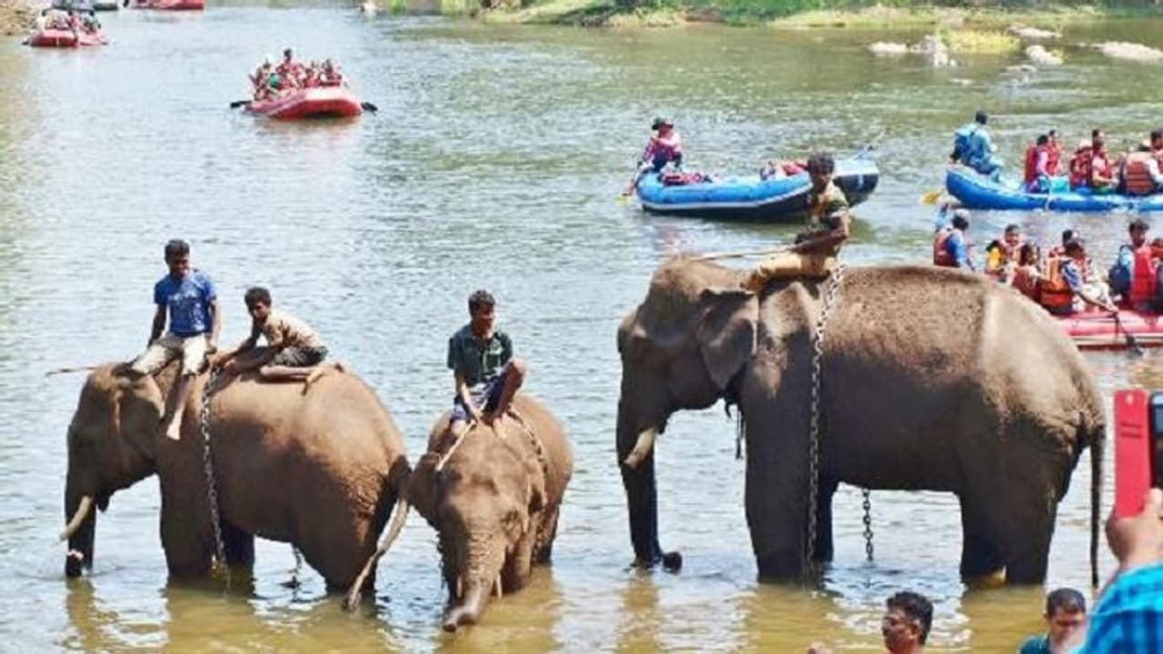 ದಸರಾ: ವೀರನಹೊಸಳ್ಳಿ ಶಿಬಿರಕ್ಕೆ ದುಬಾರೆ ಗಜಪಡೆ ದಸರಾ: ವೀರನಹೊಸಳ್ಳಿ ಶಿಬಿರಕ್ಕೆ ದುಬಾರೆ ಗಜಪಡೆ