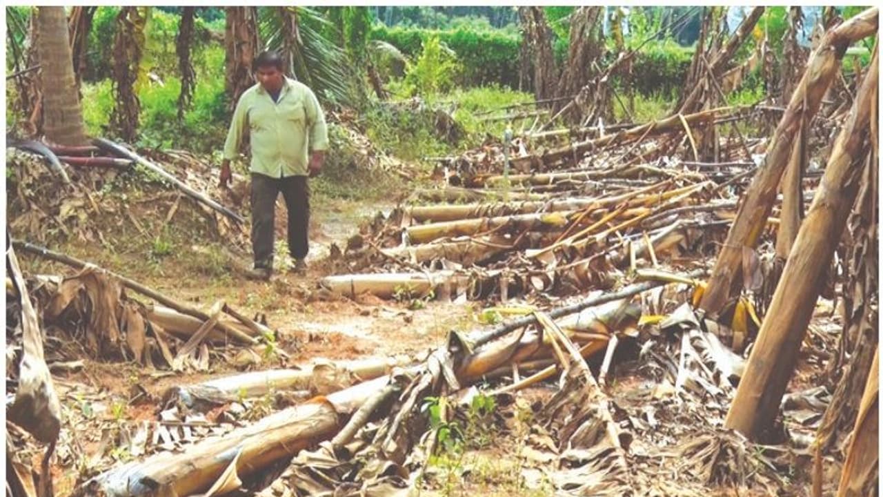 മഴയെടുത്ത വിളകളുമായി കൃഷിഭവനു മുന്നില് യുവകര്ഷകരുടെ കച്ചവടം മഴയെടുത്ത വിളകളുമായി കൃഷിഭവനു മുന്നില് യുവകര്ഷകരുടെ കച്ചവടം