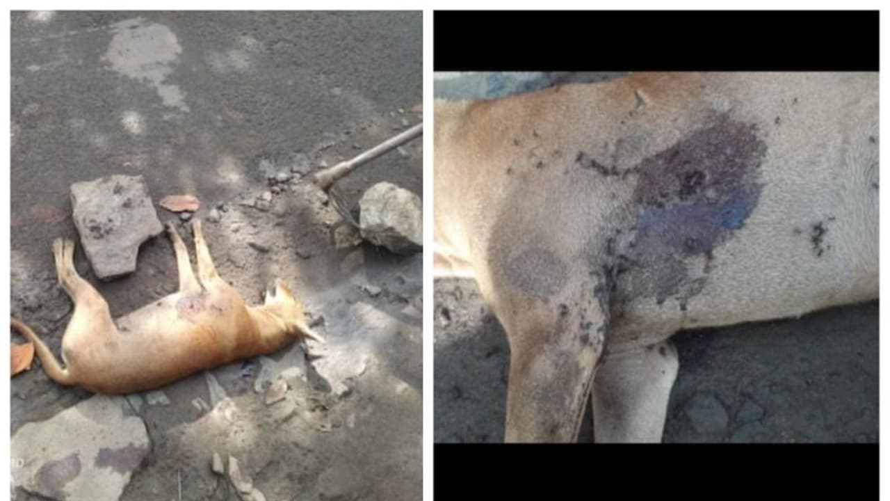 പാലക്കാട് തെരുവുനായ്ക്കൾ കുട്ടത്തോടെ ചത്ത സംഭവം; പൊലീസ് അന്വേഷണം ആരംഭിച്ചു പാലക്കാട് തെരുവുനായ്ക്കൾ കുട്ടത്തോടെ ചത്ത സംഭവം; പൊലീസ് അന്വേഷണം ആരംഭിച്ചു