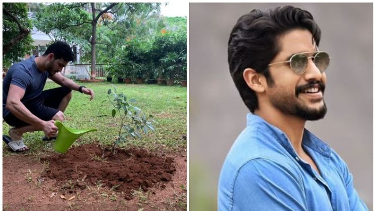 ഇനി 'ഗ്രീൻ ഇന്ത്യ ചലഞ്ച്', നാഗ ചൈതന്യയെ ചലഞ്ച് ചെയ്ത് അഖില് ഇനി 'ഗ്രീൻ ഇന്ത്യ ചലഞ്ച്', നാഗ ചൈതന്യയെ ചലഞ്ച് ചെയ്ത് അഖില്