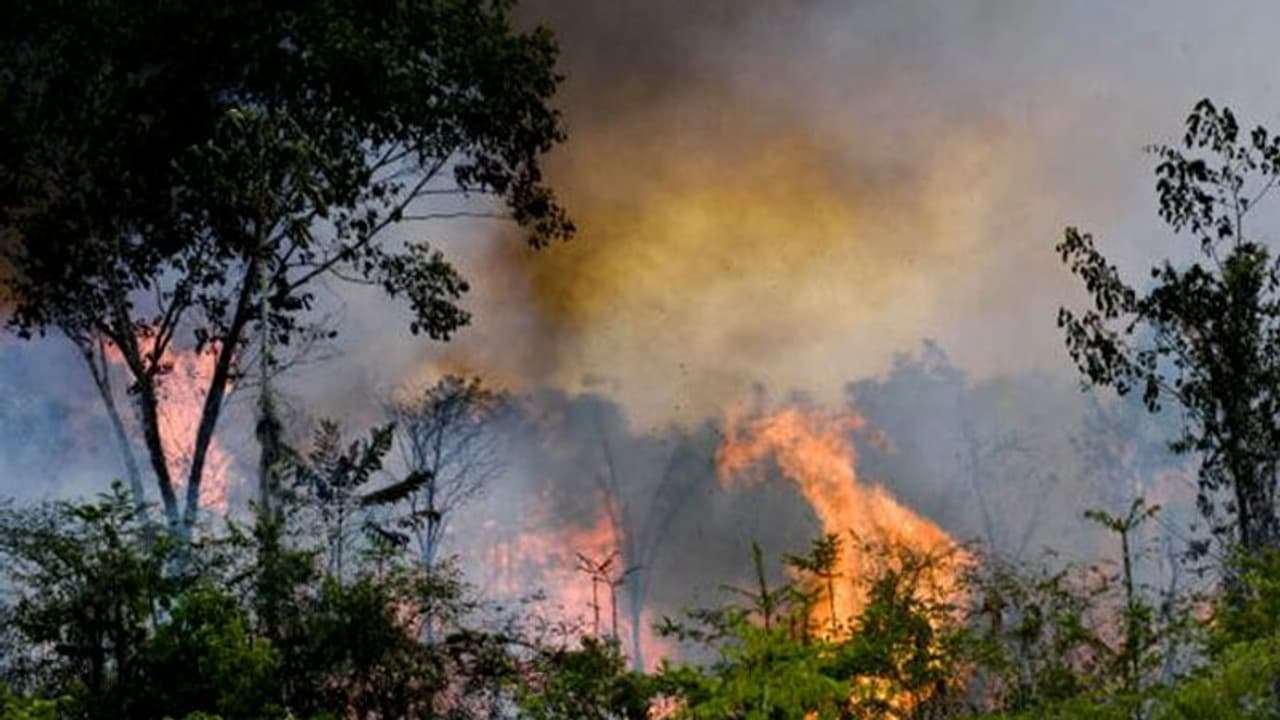 পুড়ছে আমাজন, চলছে প্রতিবাদ, কাঠগড়ায় দক্ষিণপন্থী প্রেসিডেন্ট পুড়ছে আমাজন, চলছে প্রতিবাদ, কাঠগড়ায় দক্ষিণপন্থী প্রেসিডেন্ট