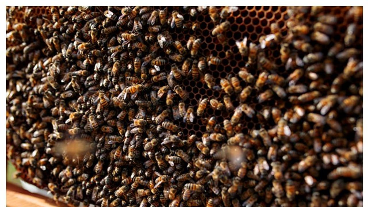 ಇದ್ದಕ್ಕಿದ್ದಂತೆ ಸತ್ತು ಬೀಳುತ್ತಿವೆ ಸಾವಿರಾರು ಸಂಖ್ಯೆಯಲ್ಲಿ ಜೇನು ನೊಣಗಳು