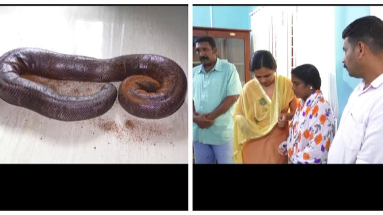 ഇരുതലമൂരി പാമ്പിനെ വിൽക്കാൻ ശ്രമം; സ്ത്രീകൾ ഉൾപ്പടെ നാല് പേർ പിടിയിൽ ഇരുതലമൂരി പാമ്പിനെ വിൽക്കാൻ ശ്രമം; സ്ത്രീകൾ ഉൾപ്പടെ നാല് പേർ പിടിയിൽ