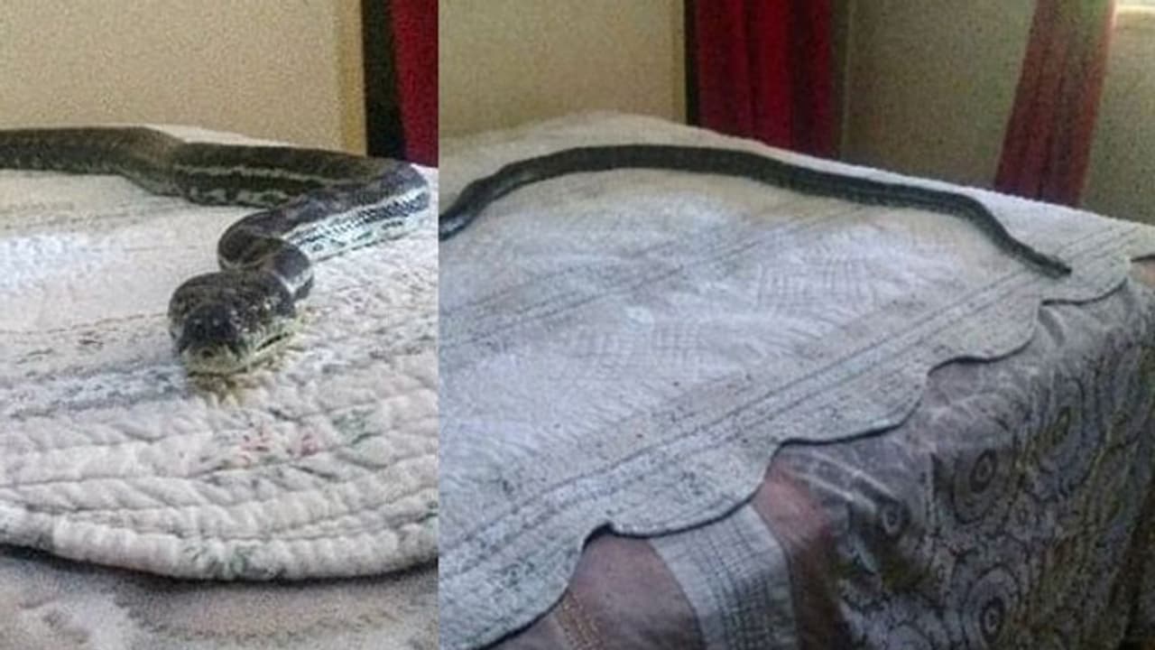 ఒకే కుటుంబంలో ముగ్గురిపై విషం చిమ్మిన పాము ఒకే కుటుంబంలో ముగ్గురిపై విషం చిమ్మిన పాము