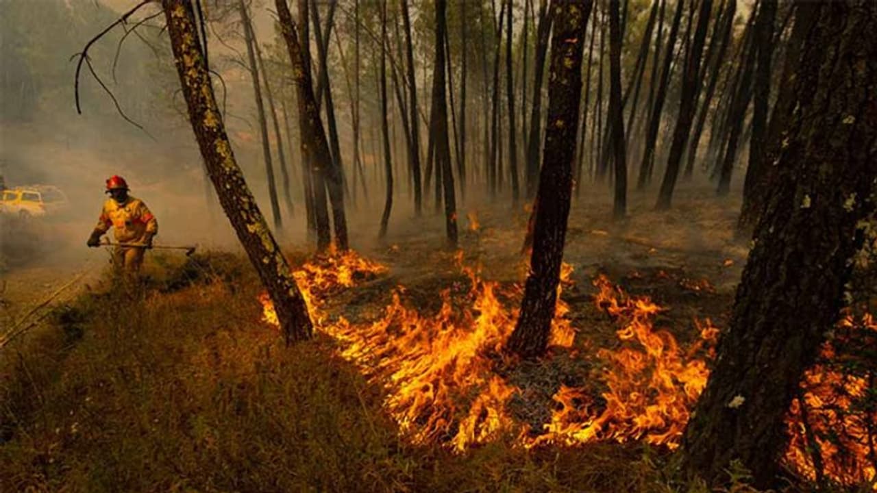 আমাজন দহন নিয়ে এবার নড়েচড়ে বসল ব্রাজিল সরকার, আগুন নিয়ন্ত্রণে নামানো হল সেনাবাহিনী আমাজন দহন নিয়ে এবার নড়েচড়ে বসল ব্রাজিল সরকার, আগুন নিয়ন্ত্রণে নামানো হল সেনাবাহিনী