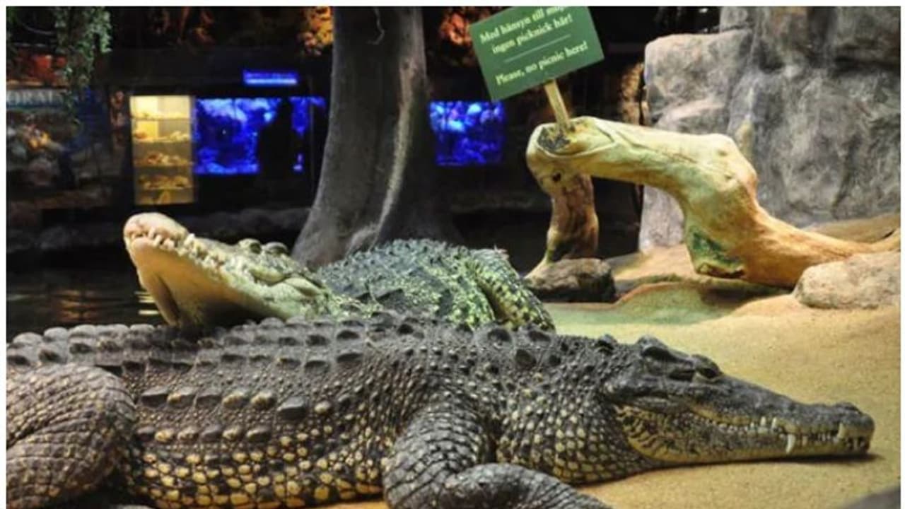 ഫിദല് കാസ്ട്രോ വളര്ത്തിയിരുന്ന മുതല ആക്രമിച്ച് വയോധികന് പരിക്ക് ഫിദല് കാസ്ട്രോ വളര്ത്തിയിരുന്ന മുതല ആക്രമിച്ച് വയോധികന് പരിക്ക്