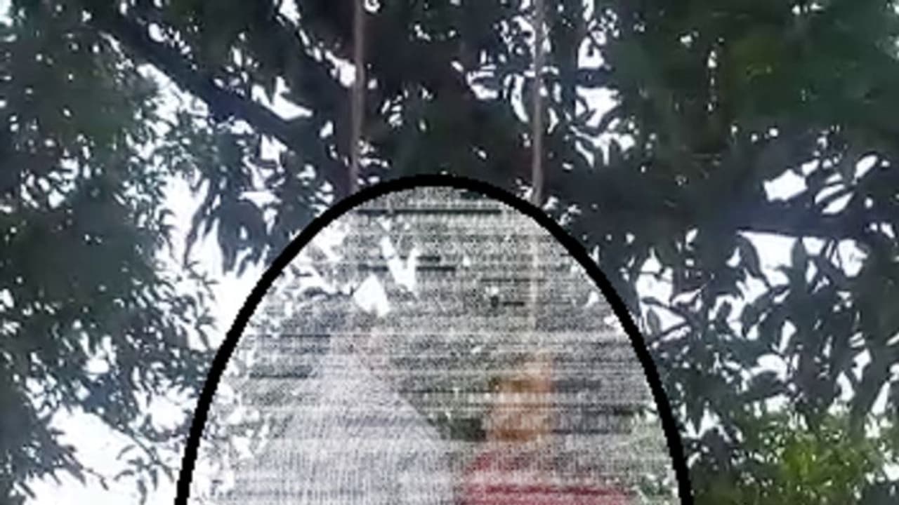 समाज की बंदिशों से तंग आकर पेड़ पर लटका मासूम इश्क
