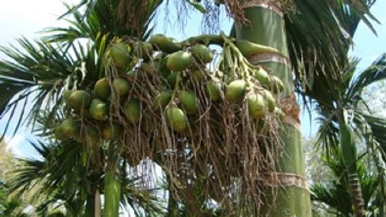 കവുങ്ങിലെ അടയ്ക്കകൾ പതിവായി മോഷണം പോകുന്നു; കര്‍ഷകന്‍റെ വിഷമം പരിഹരിക്കാൻ പൊലീസിറങ്ങി, പ്രതികള്‍ പിടിയിൽ