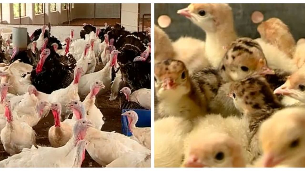 പക്ഷിപനിയെ തുടർന്ന് നിർത്തിവച്ചിരുന്ന കുരീപ്പുഴ ടർക്കിഫാമിന്റെ പ്രവർത്തനം തുടങ്ങി പക്ഷിപനിയെ തുടർന്ന് നിർത്തിവച്ചിരുന്ന കുരീപ്പുഴ ടർക്കിഫാമിന്റെ പ്രവർത്തനം തുടങ്ങി