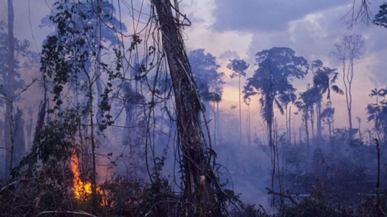 'আক্ষরিক অর্থে আমাদের ঘর পুড়ছে' আমাজনে দহন কে আন্তর্জাতিক সঙ্কট বললেন ফরাসি প্রেসিডেন্ট 'আক্ষরিক অর্থে আমাদের ঘর পুড়ছে' আমাজনে দহন কে আন্তর্জাতিক সঙ্কট বললেন ফরাসি প্রেসিডেন্ট