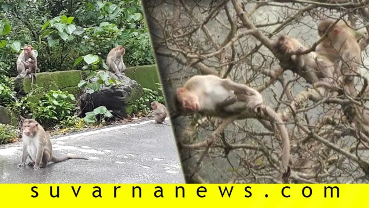 ಚಾರ್ಮಾಡಿ ರಸ್ತೆ ಬಂದ್: ಆಹಾರವಿಲ್ಲದೇ ಮಂಗಗಳ ಪರದಾಟ!