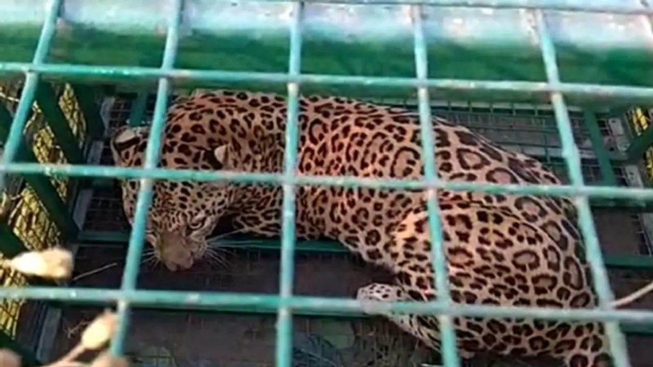 ಉಪಟಳ ಕೊಡುತ್ತಿದ್ದ ಚಿರತೆಯನ್ನು ಉಪಾಯದಿಂದ ಸೆರೆಹಿಡಿದ ಗ್ರಾಮಸ್ಥರು ಉಪಟಳ ಕೊಡುತ್ತಿದ್ದ ಚಿರತೆಯನ್ನು ಉಪಾಯದಿಂದ ಸೆರೆಹಿಡಿದ ಗ್ರಾಮಸ್ಥರು