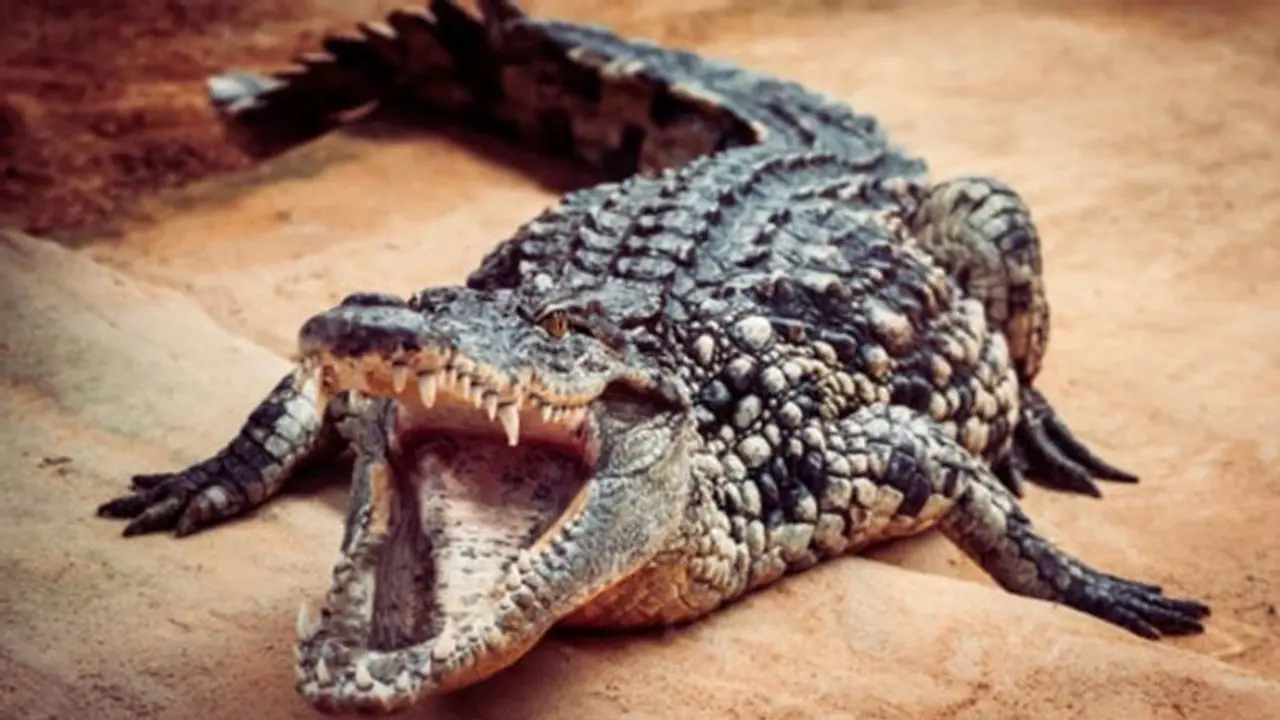 ಭತ್ತದ ಗದ್ದೆಯಲ್ಲಿ ಮೊಸಳೆ ಪ್ರತ್ಯಕ್ಷ: ಎದ್ನೊ ಬಿದ್ನೊ ಅಂತ ಓಡಿದ ರೈತರು! ಭತ್ತದ ಗದ್ದೆಯಲ್ಲಿ ಮೊಸಳೆ ಪ್ರತ್ಯಕ್ಷ: ಎದ್ನೊ ಬಿದ್ನೊ ಅಂತ ಓಡಿದ ರೈತರು!