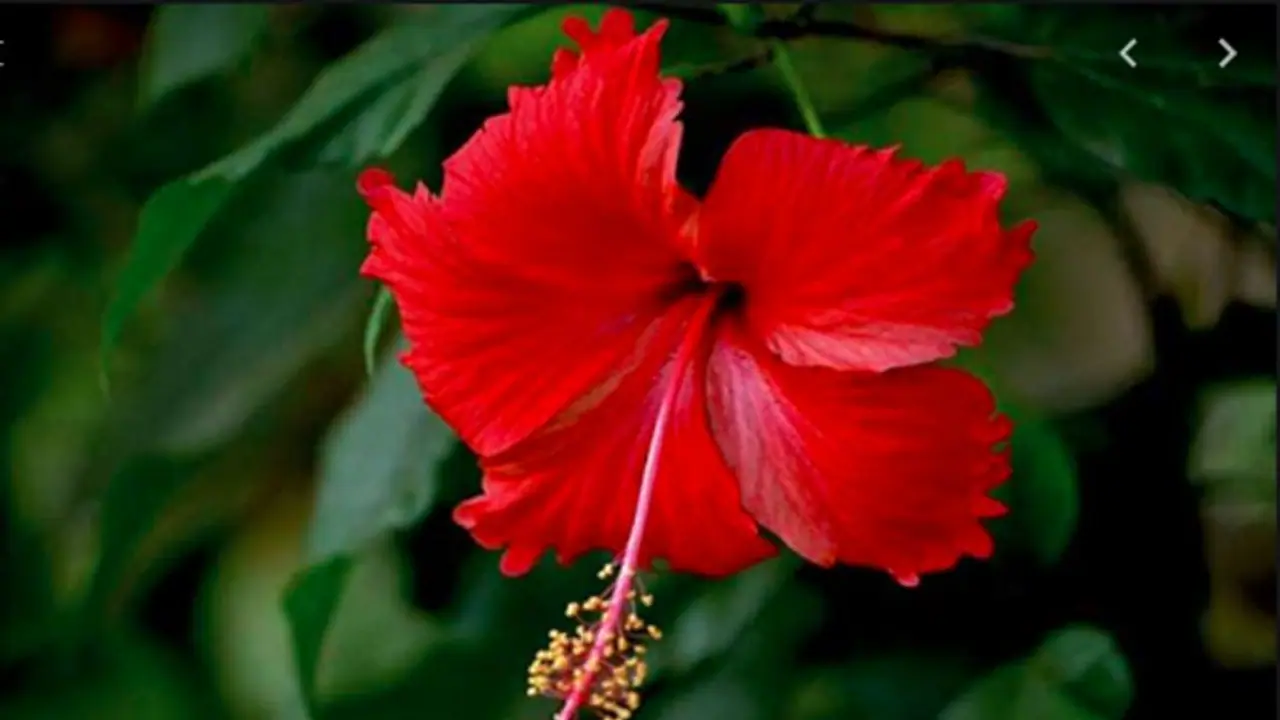 চুলের সৌন্দর্য বাড়িয়ে তুলতে চান! ব্যবহার করুন জবা ফুল চুলের সৌন্দর্য বাড়িয়ে তুলতে চান! ব্যবহার করুন জবা ফুল