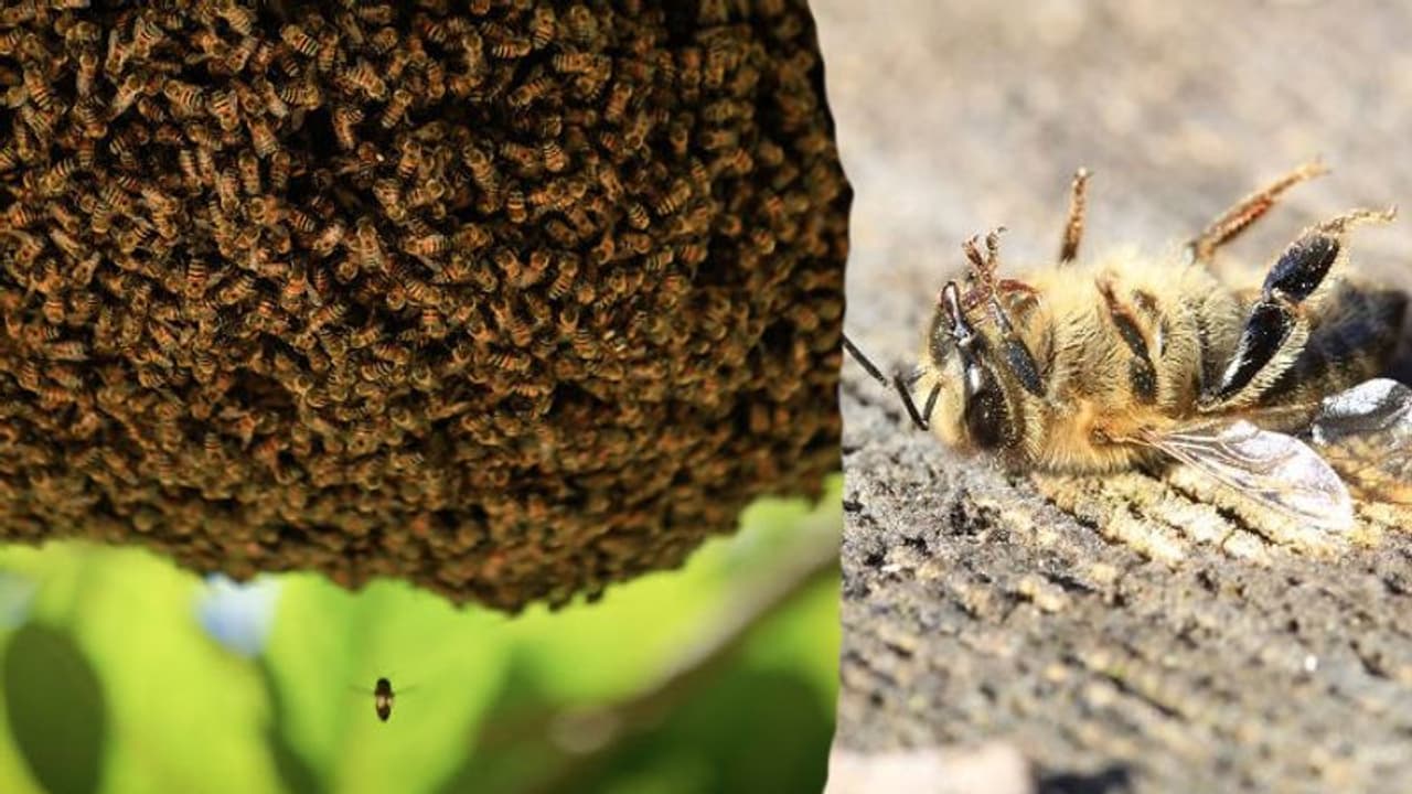 മൂന്നുമാസത്തിനിടയിൽ ബ്രസീലിൽ ചത്തൊടുങ്ങിയത് അമ്പതു കോടി തേനീച്ചകൾ, തുലാസിലാകുന്നത് നമ്മുടെ ഭക്ഷണത്തിന്റെ ഭാവി മൂന്നുമാസത്തിനിടയിൽ ബ്രസീലിൽ ചത്തൊടുങ്ങിയത് അമ്പതു കോടി തേനീച്ചകൾ, തുലാസിലാകുന്നത് നമ്മുടെ ഭക്ഷണത്തിന്റെ ഭാവി