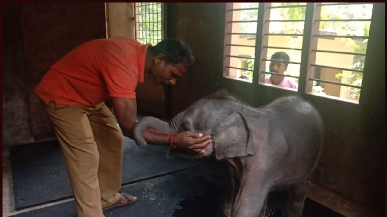 പ്രളയം ഒറ്റപ്പെടുത്തിയ ആനക്കുട്ടി ഇനി ഒറ്റയ്ക്കല്ല; അഭയമായി കോട്ടൂർ ആന പരിപാലന കേന്ദ്രം പ്രളയം ഒറ്റപ്പെടുത്തിയ ആനക്കുട്ടി ഇനി ഒറ്റയ്ക്കല്ല; അഭയമായി കോട്ടൂർ ആന പരിപാലന കേന്ദ്രം