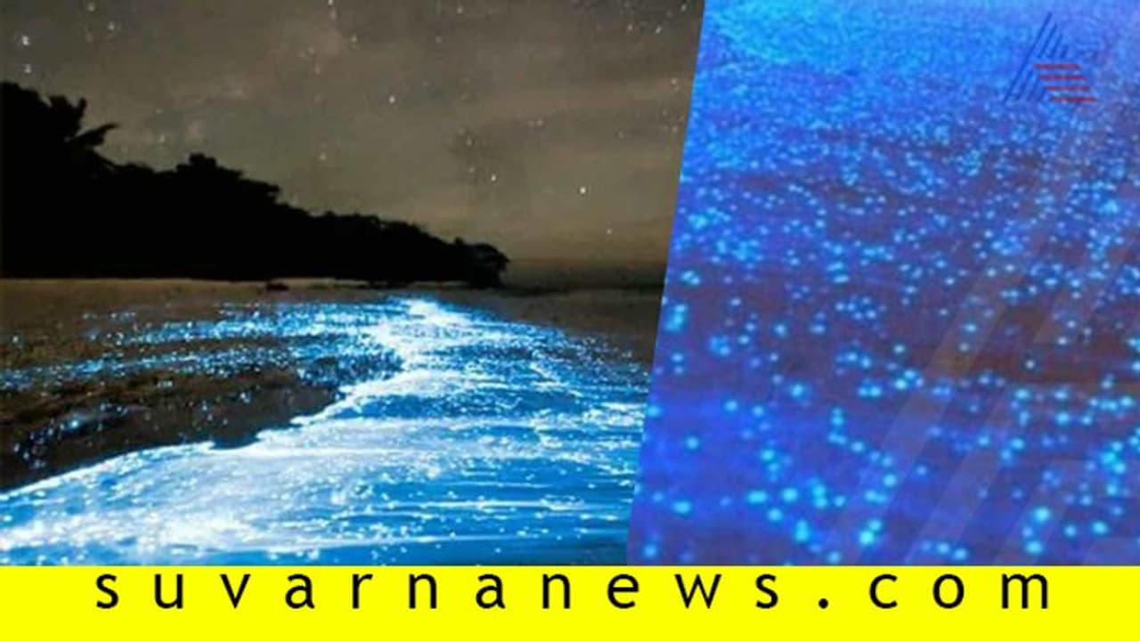 ಚೆನ್ನೈ ಸಾಗರದಲ್ಲಿ ಕಂಡ ನೀಲಿ ಅಲೆಗಳ ರಹಸ್ಯ!