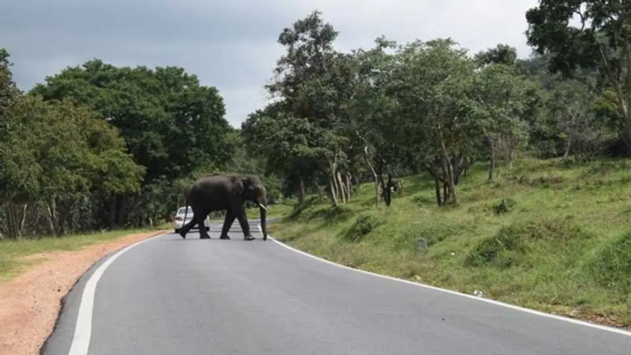 ಬಂಡೀಪುರ ರಾತ್ರಿ ಸಂಚಾರಕ್ಕೆ ಮತ್ತೆ ಕೇರಳ ಸರ್ಕಾರ ಕ್ಯಾತೆ! ಬಂಡೀಪುರ ರಾತ್ರಿ ಸಂಚಾರಕ್ಕೆ ಮತ್ತೆ ಕೇರಳ ಸರ್ಕಾರ ಕ್ಯಾತೆ!