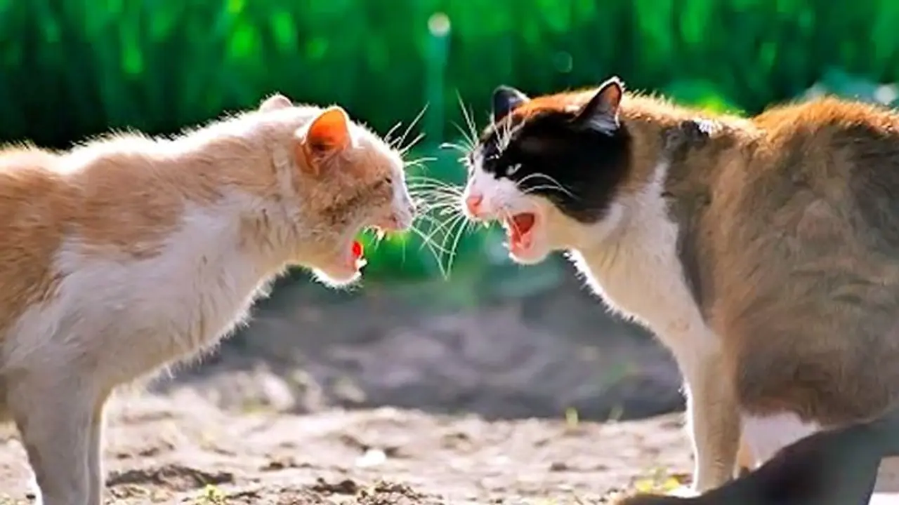 ಅಮೆರಿಕದಲ್ಲಿ 2 ಸಾಕು ಬೆಕ್ಕುಗಳಿಗೆ ಕೊರೋನಾ ಪಾಸಿಟಿವ್‌!