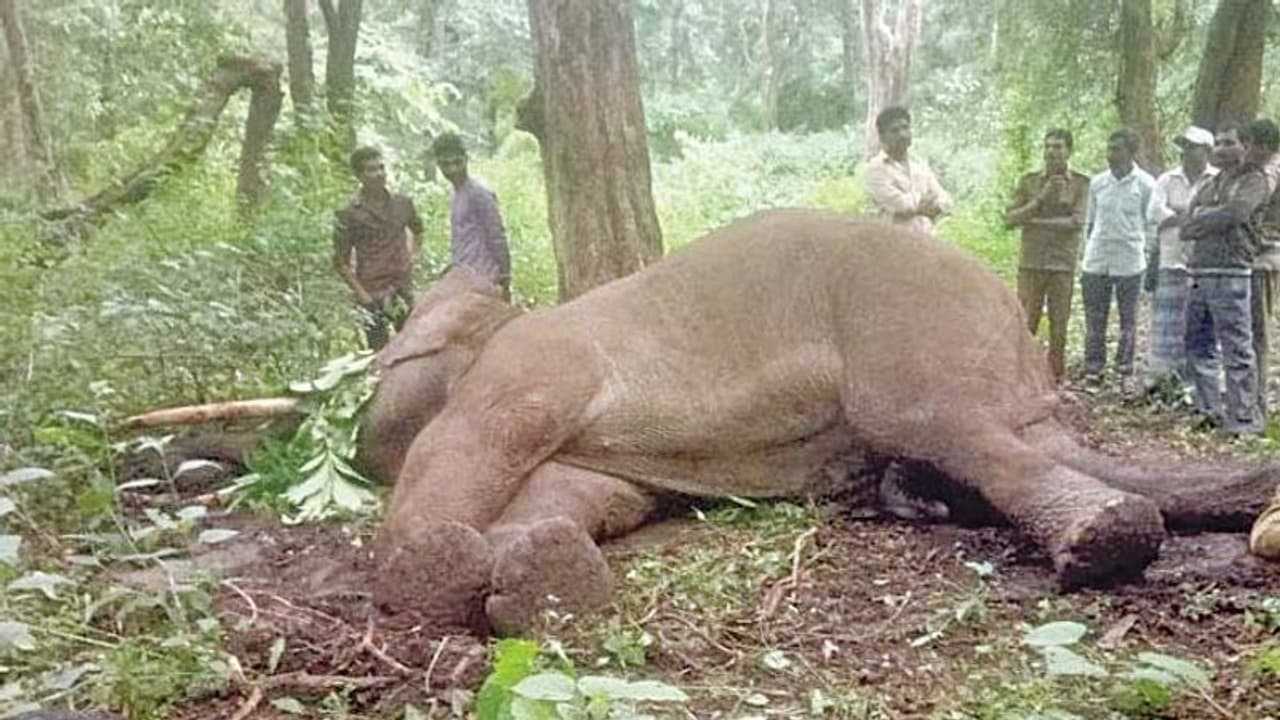 ಸಕ್ರೆಬೈಲು ಶಿಬಿರದಲ್ಲಿ ಒಂದೇ ವರ್ಷದಲ್ಲಿ 4 ಆನೆಗಳ ಸಾವು