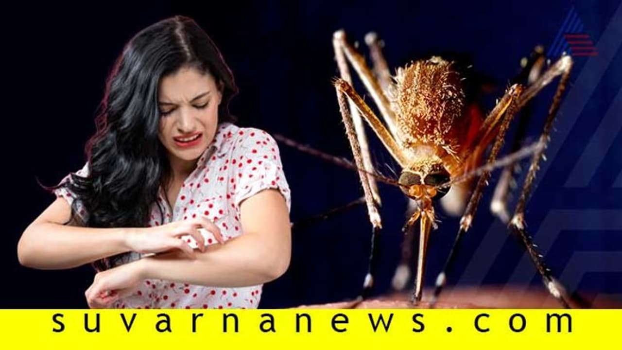 ಸೊಳ್ಳೆಯಿಂದ ಮುತ್ತು ಕೊಡಿಸಿಕೊಳ್ಳುವ ಮುನ್ನ ತಿಳಿದುಕೊಳ್ಳಿ ಈ ಅಂಶಗಳು! ಸೊಳ್ಳೆಯಿಂದ ಮುತ್ತು ಕೊಡಿಸಿಕೊಳ್ಳುವ ಮುನ್ನ ತಿಳಿದುಕೊಳ್ಳಿ ಈ ಅಂಶಗಳು!